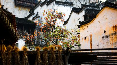 【秋日婺語-曬秋季】<婺源篁嶺曬秋、偉人故里江灣古鎮、小橋流水人家李坑、景德鎮五天高鐵團>