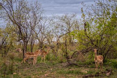 【南非10天】<南非最古老葡萄園酒莊 太陽(yáng)城 匹林斯堡國(guó)家公園 鉆石加工店 好望角 摩天大樓>