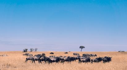 【尼羅河的低語(yǔ)】<埃及游輪10天>乘坐海南航空公司，全程直航，特別包含開羅阿斯旺內(nèi)陸航班！