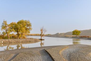 景點：塔里木河風光