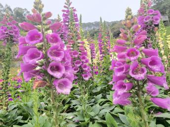 【標(biāo)準(zhǔn)團(tuán)】<龍門盛花谷景區(qū)/田園小火車、南昆山國(guó)家森林公園、入住《南昆山竹溪山境溫泉酒店》2天>